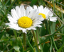 Gänseblümchen
