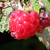 AktionBeeren