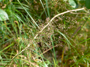 Straußgras (Foto: Alexy Theuerkauf, 9)