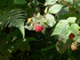 Himbeerblätter und Himbeeren (Foto: Alexy Theuerkauf, 9)
