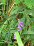 Blüte der Vogel-Wicke (Foto: Alexy Theuerkauf, 9)