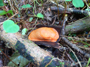 Rote Wegschnecke (Foto: Alexy Theuerkauf, 9)