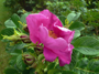 Apfelrosenblüte (Foto: Alexy Theuerkauf, 9)