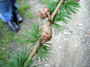 Lärchennadeln und -zapfen (Foto: Kim Nase, 9)