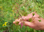 Früchte des Wiesenkerbels (Foto: Kim Nase, 9)