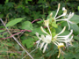 Geißblattblüte (Foto: Kim Nase, 9)