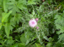 Ackerkratzdistel (Foto: Kim Nase, 9)