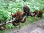 Lärchenzapfen (Foto: Kim Nase, 9)