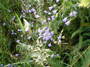 Rundblättrige Glockenblume (Foto: Kim Nase, 9)