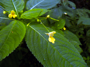 Kleinblütiges Springkraut (Foto: Lea Haßmann, 10)