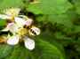 Hainschwebfliege (Foto: Lea Haßmann, 10)