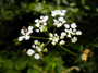 Blüte des Wiesenkerbels (Foto: Lea Haßmann, 10)