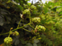 Unreife Brombeeren (Foto: Lea Haßmann, 10)