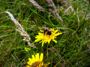 Hummel (Foto: Lea Haßmann, 10)