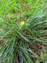 Blüte des Hahnenfußes (Foto: Leonie Nase, 7)
