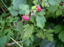 Himbeerblätter und Himbeeren (Foto: Leonie Nase, 7)