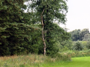 Waldrand (Foto: Leonie Nase, 7)