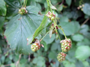 Unreife Brombeeren (Foto: Maximilian Schwickart, 12)