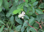 Brombeerblüten und Geißblatt (Foto: Maximilian Schwickart, 12)