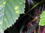 Blattrand (Foto: Tom Ruge, 11)