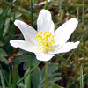 flora0